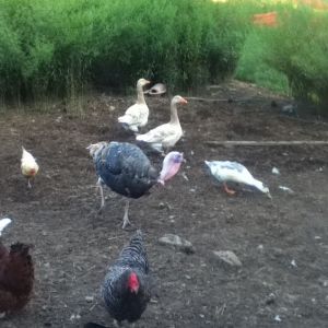 only a few of my babys lol u have the big ole Narragansett tom one of our 7 ducks  a lot of chickens lol and my 2 new geese