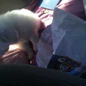 Sugar 1'st day