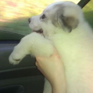 Samson 1'st day ride home