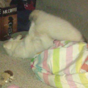 Sugar & Samson
