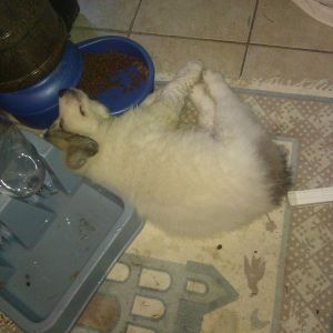 Samson