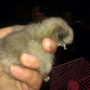 blue silkie