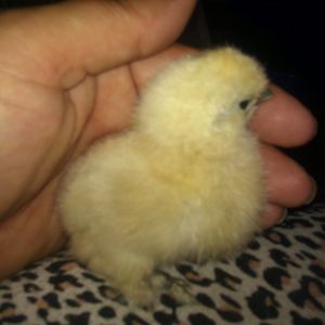 white silkie