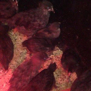 Bev Davis Marans & Olive Eggers