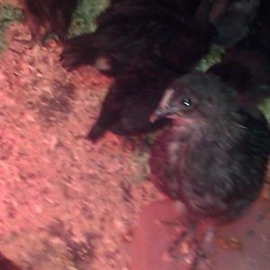 From Chicken Ridge Farms