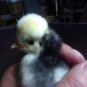 White Crested Black Polish