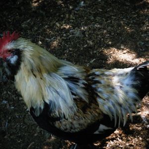 Marius