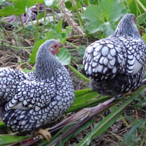 pullets
