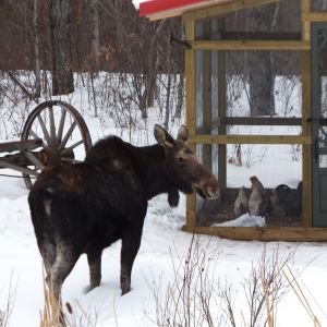 A moose looking at the chickens who are looking back!