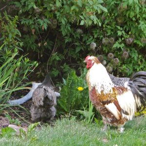 Vincent and his girls freeranging. Sadly he was recently killed by a coyote.