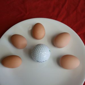 First brahma bantam eggs, 22 grams to 29 grams.