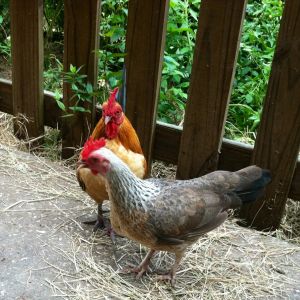 Goldie and Annie have been together for 3 years and have hatched wonderful babies.