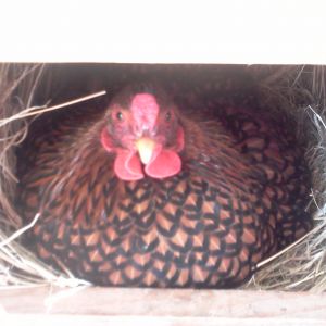 Gracie waiting patiently for babies.