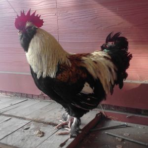 Sinbad the Rooster.