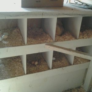 Bank of 8 nesting boxes