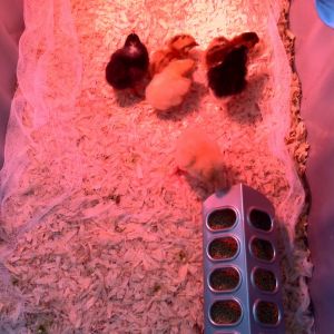 Living the good life in the formal dining room