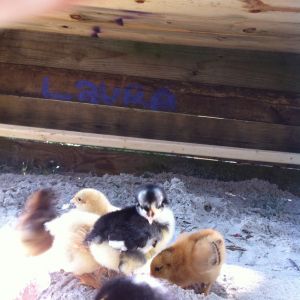 First visit outside to the forever home