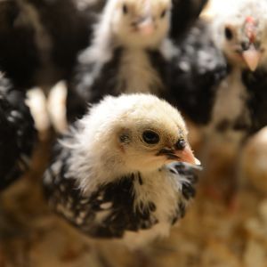Silver Sebrights at 4 weeks :)