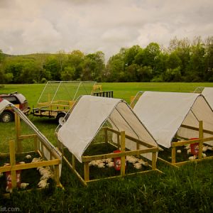 This is when I was first moving my chicken tractors out on pasture. The birds loved getting out of the brooder and onto the grass. Each chicken tractor fits on my trailer.