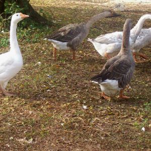 Part of my flock