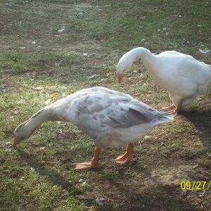 My white chinese and one my chinese crosses, Papa at 6yrs and Harley at 5mths