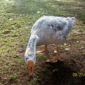 one of my chinese crosses, this is Jenny, 5mths