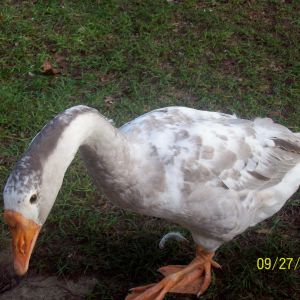 Harley chinese cross at 5 mths