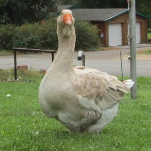 buff dewlap Toulouse  - 1.5 year old gander