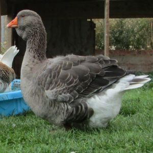 grey dewlap Toulouse goose 2.5 years old