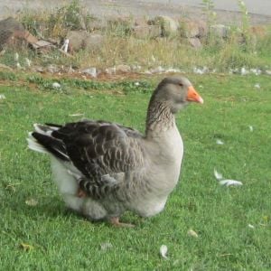 grey dewlap Toulouse goose 2.5 years old