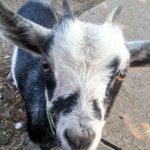 Maggie my Nigerian dwarf goat!