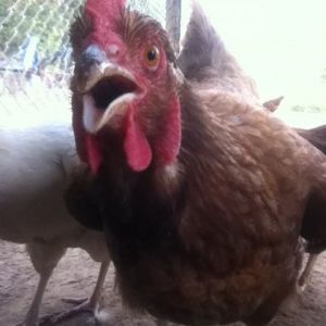 I took this picture of my chicken with front camera so she got to see her self! LOL
