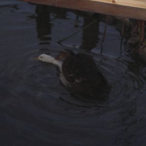 Female ducks mating.,