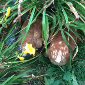 Chicken butts under the lillies.  Get all the bugs outta my garden hens!