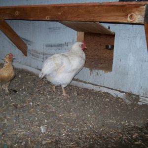 Chicken door into the "coop".