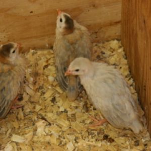 AppleMark

Unusually light colored "violet" guinea keet