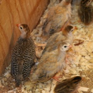 AppleMark
Royal Purple, Violet, and Pearl (jumbo/French) guinea keets