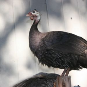 AppleMark

Royal Purple Guinea