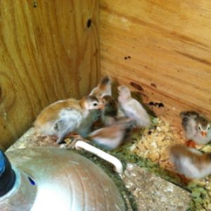 AppleMark

Violet Guinea keets (and a Royal Purple in there too).