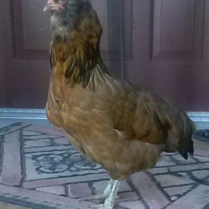 My dear, old, and first chicken Darin.