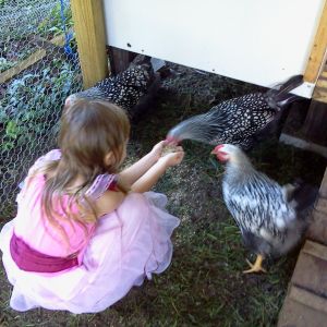 Who says you can't hand feed chickens in your dress up clothes ;)