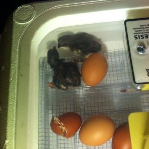 My first Marans