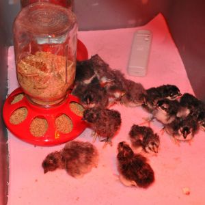 Out of 16 eggs I have 13 health chicks