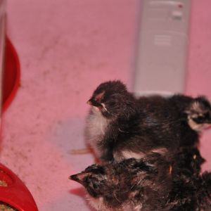 Black & Copper marans