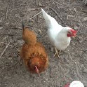 Here are Phoebe (the Leghorn) and Miss Prissy side by side.