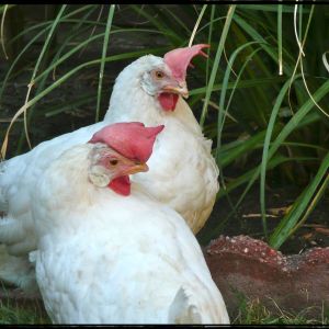 Leghorn rescues,
Betty White & Bianca