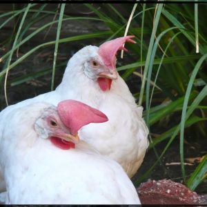 Betty White & Bianca