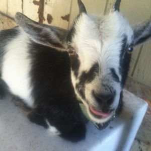 Maggie my little Nigerian dwarf goat. She was licking her mouth!