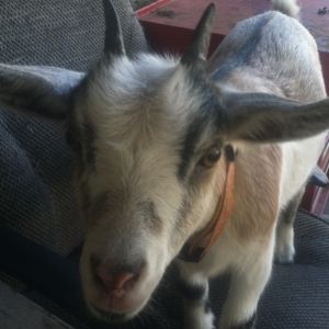 Louise is my other Nigerian dwarf goat.