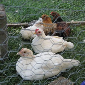 The flock
